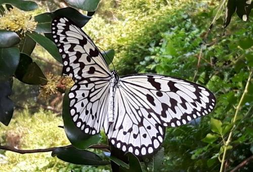 Idea leuconoe